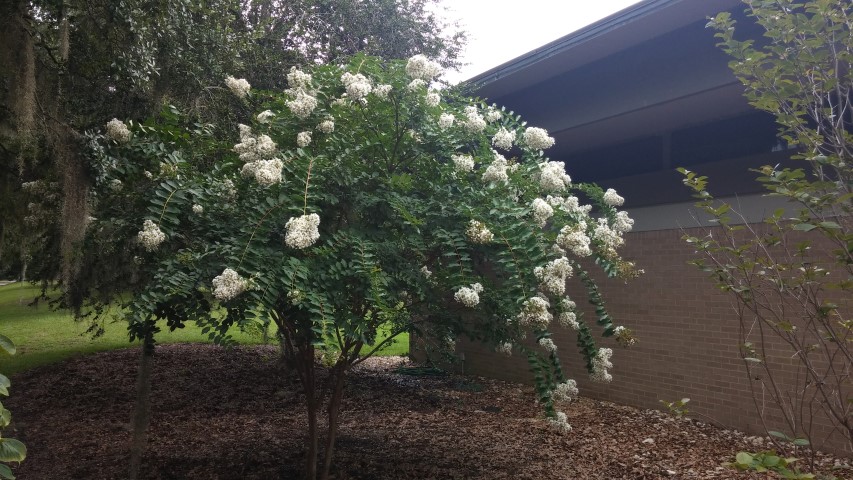 Lagerstroemia  plantplacesimage20150808_134353.jpg