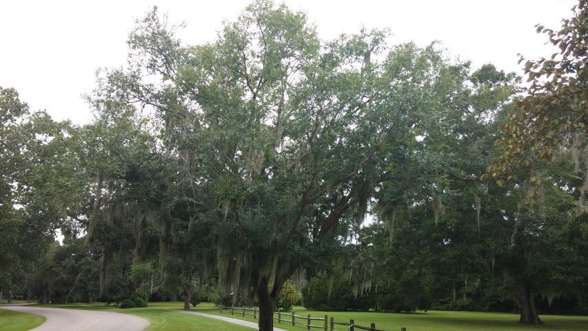 Ulmus parvifolia plantplacesimage20150808_135244.jpg