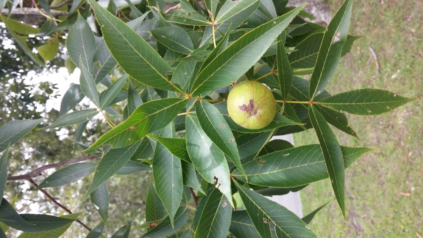 Carya ovalis plantplacesimage20150808_135656.jpg