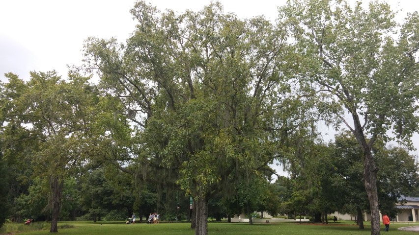 Quercus lyrata plantplacesimage20150808_135809.jpg