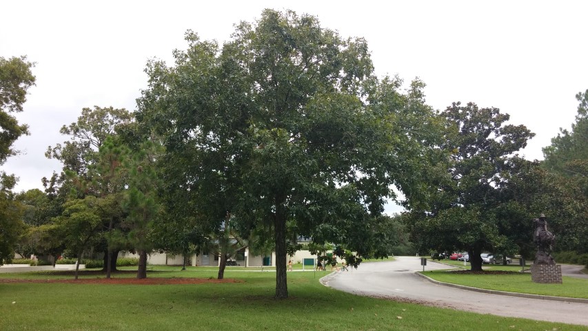 Carya ovata plantplacesimage20150808_135905.jpg