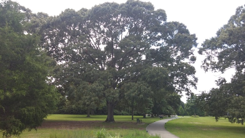 Quercus falcata plantplacesimage20150808_142908.jpg