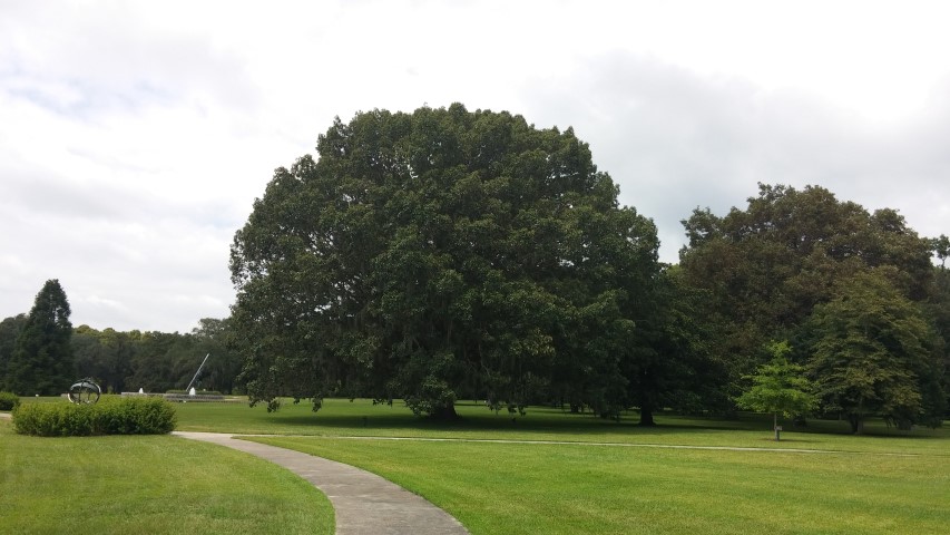 Quercus michauxii plantplacesimage20150808_143359.jpg