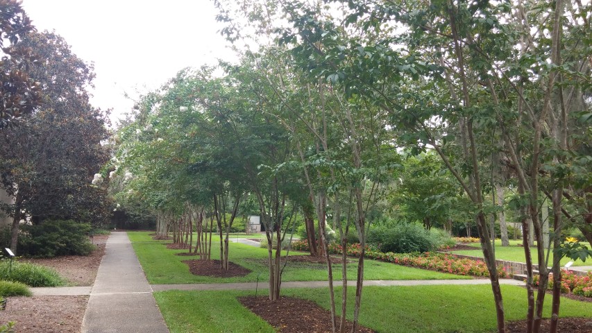 Lagerstroemia  plantplacesimage20150808_144108.jpg