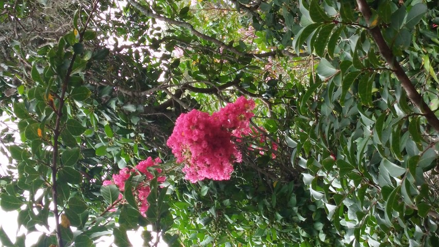 Lagerstroemia x plantplacesimage20150808_144230.jpg