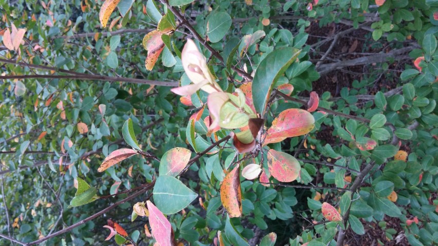 Lagerstroemia indica plantplacesimage20150808_144552.jpg