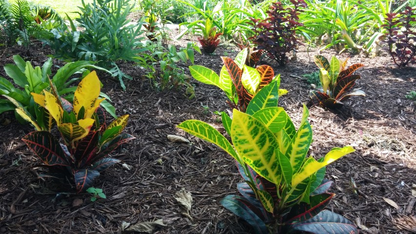 Codiaeum variegatum plantplacesimage20150808_145256.jpg