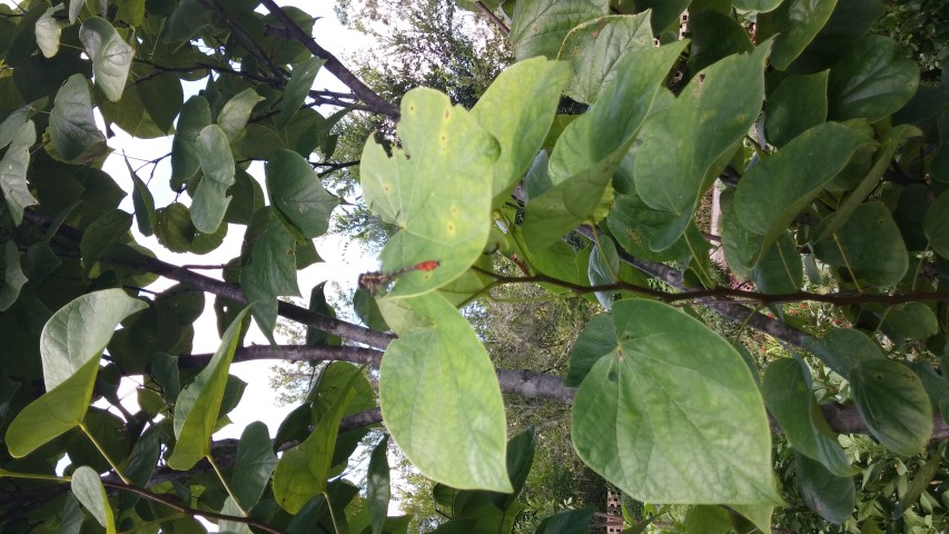 Cercis canadensis plantplacesimage20150808_145605.jpg