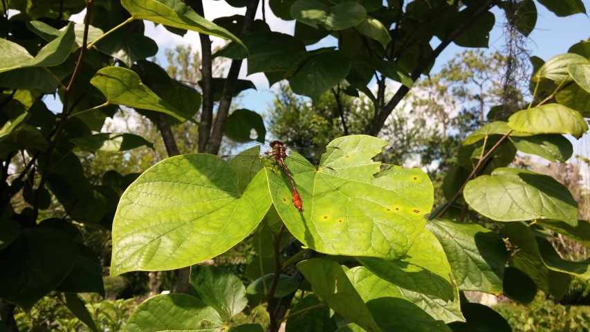 Cercis canadensis plantplacesimage20150808_145615.jpg