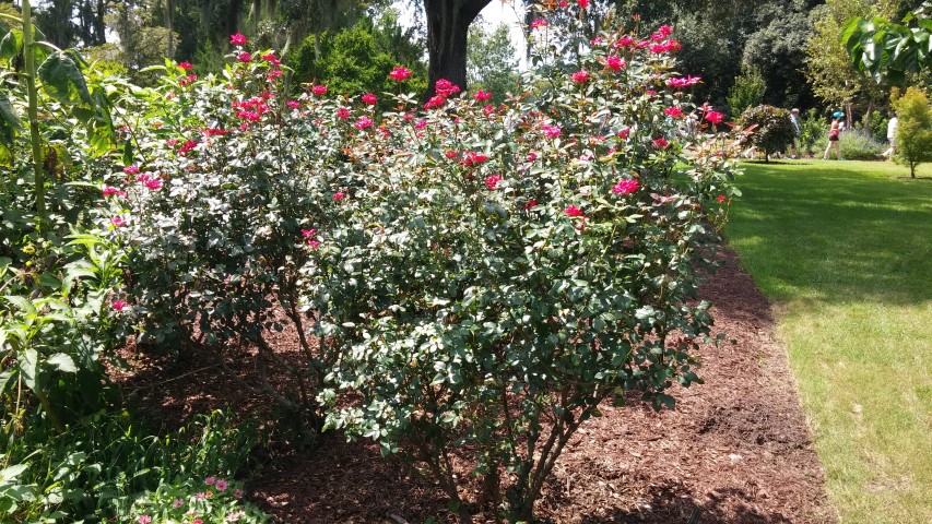 Rosa x plantplacesimage20150808_145846.jpg