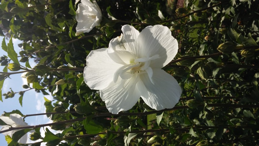 Hibiscus syriacus plantplacesimage20150808_150036.jpg