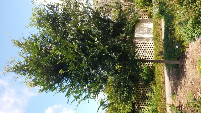 Ulmus parvifolia plantplacesimage20150808_150139.jpg