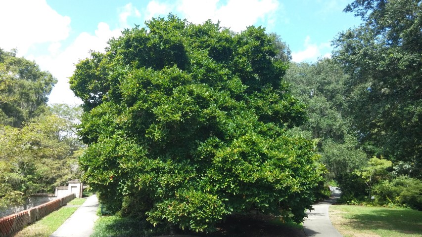 Magnolia stellata plantplacesimage20150808_151132.jpg