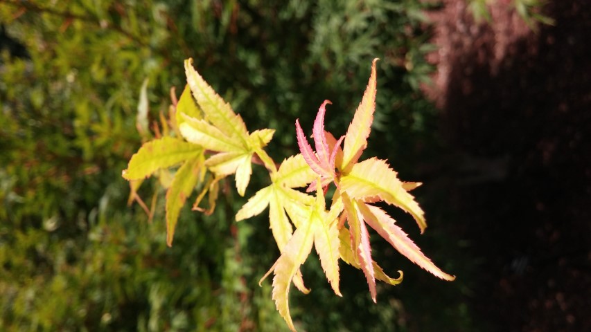 Acer palmatum plantplacesimage20150808_151314.jpg