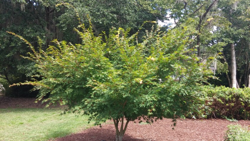 Acer palmatum plantplacesimage20150808_151330.jpg