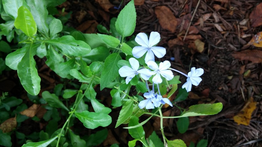 Ceratostigma plumbaginoides plantplacesimage20150808_151400.jpg