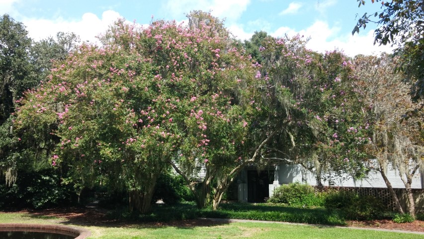 Lagerstroemia indica plantplacesimage20150808_152139.jpg