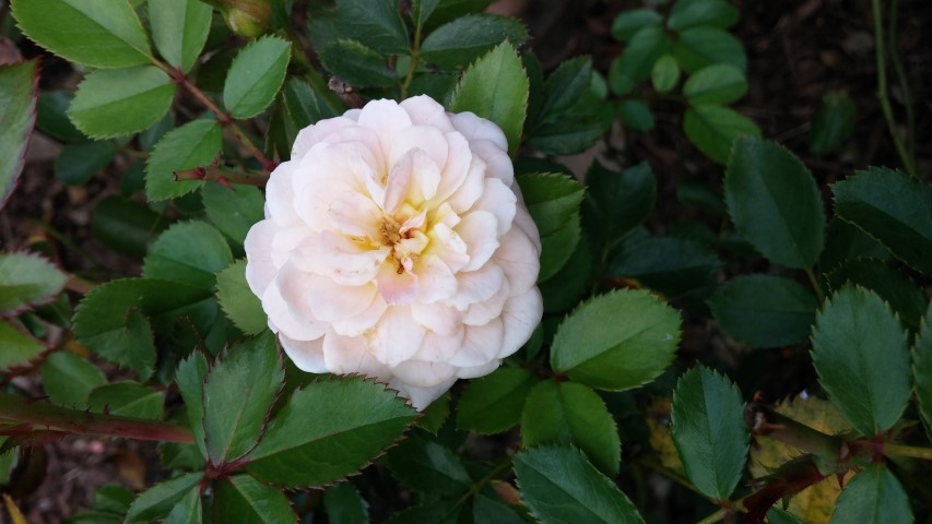 Rosa spp plantplacesimage20150808_152717.jpg