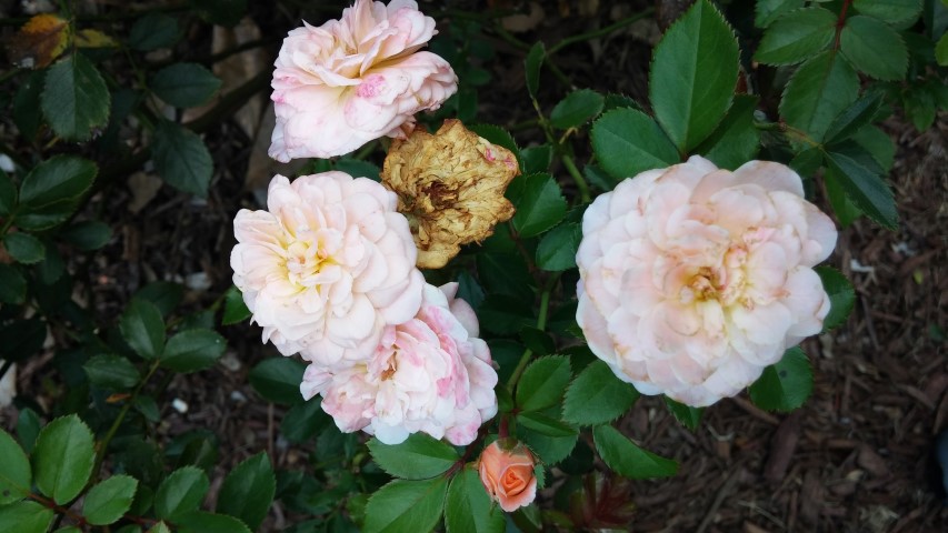 Rosa spp plantplacesimage20150808_152740.jpg