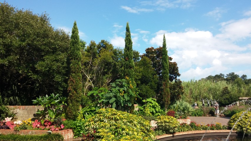 Cupressus sempervirens plantplacesimage20150808_162400.jpg