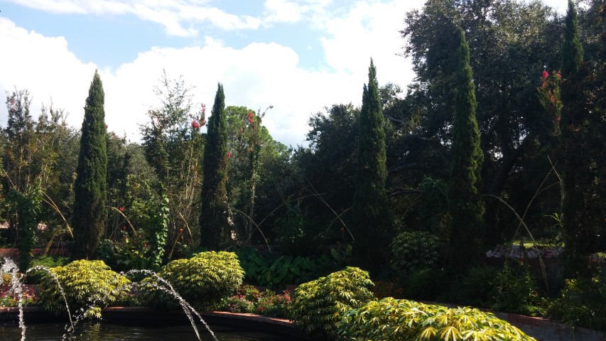 Cupressus sempervirens plantplacesimage20150808_162413.jpg