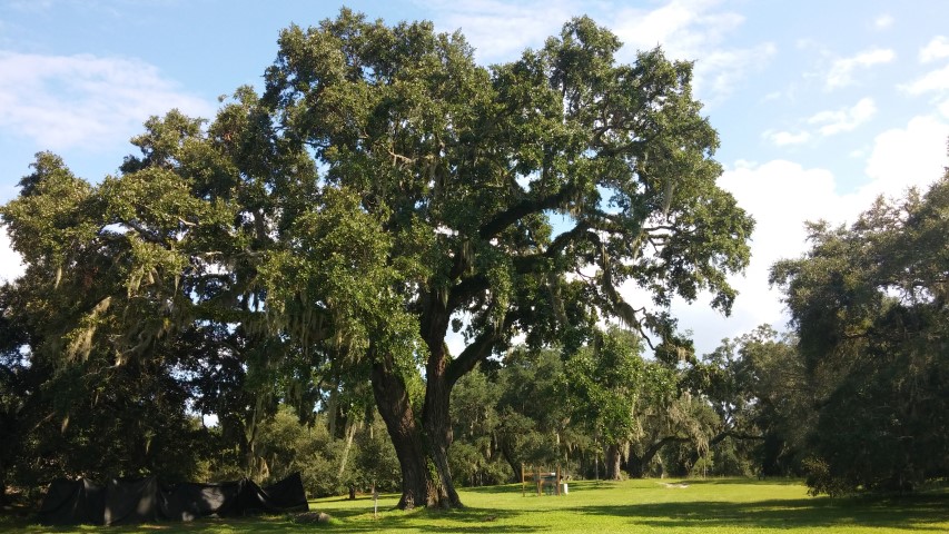 Quercus virginiana plantplacesimage20150808_162521.jpg