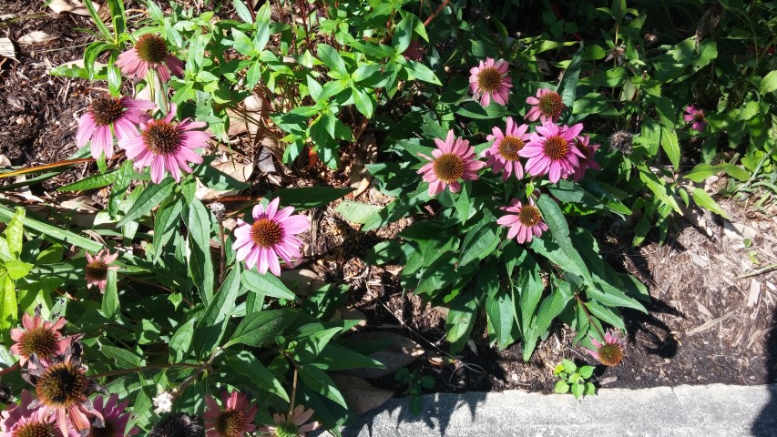 Echinacea purpurea plantplacesimage20150808_163101.jpg