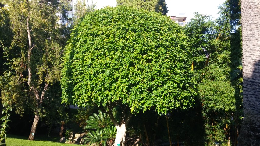 Ficus nitida plantplacesimage20151011_161158.jpg