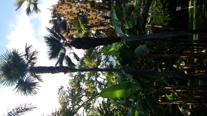 Trachycarpus maritanus plantplacesimage20151011_162309.jpg