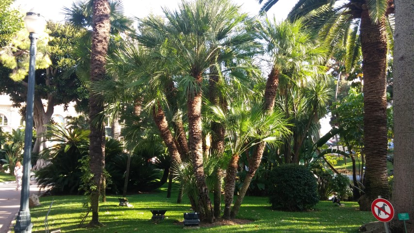 Chamaerops humilis plantplacesimage20151011_162516.jpg