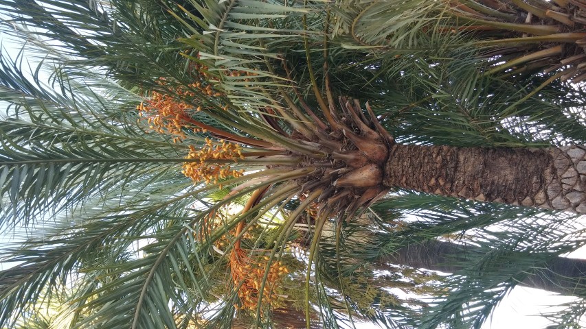 Phoenix dactylifera plantplacesimage20151011_170601.jpg