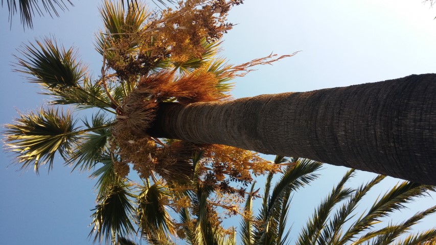 Washingtonia robusta plantplacesimage20151011_170817.jpg