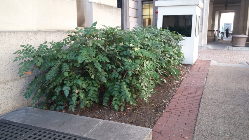 Mahonia aquifolium plantplacesimage20151016_155256.jpg