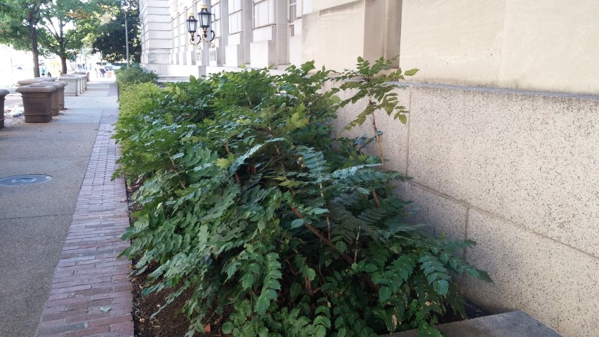 Mahonia aquifolium plantplacesimage20151016_155322.jpg