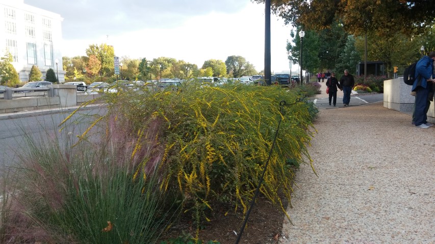 Solidago rugosa plantplacesimage20151017_173124.jpg