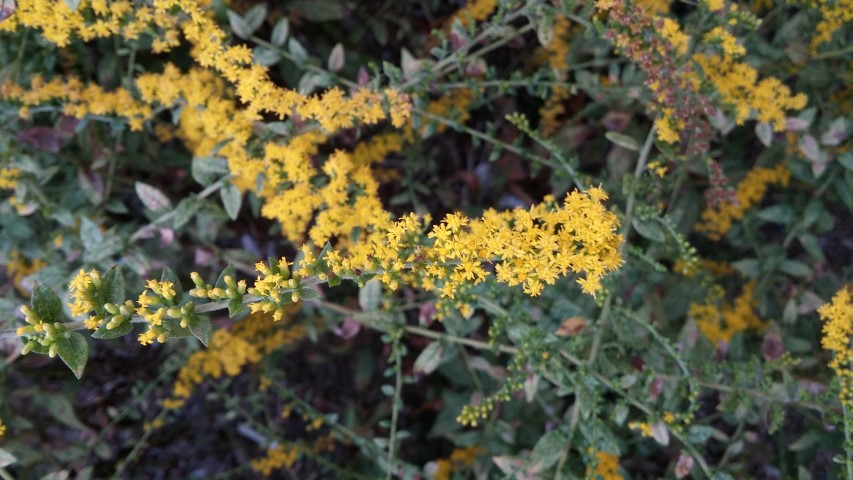 Solidago rugosa plantplacesimage20151017_173147.jpg