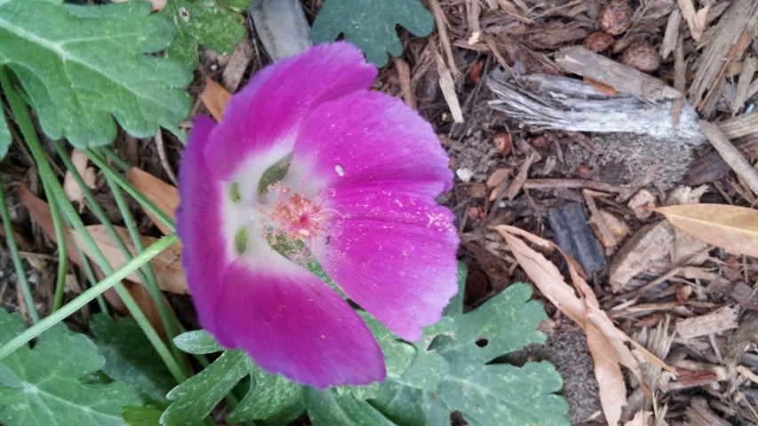 Callirhoe involucrata plantplacesimage20151017_173332.jpg