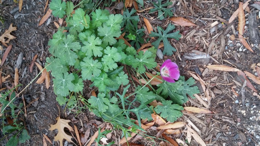 Callirhoe involucrata plantplacesimage20151017_173344.jpg