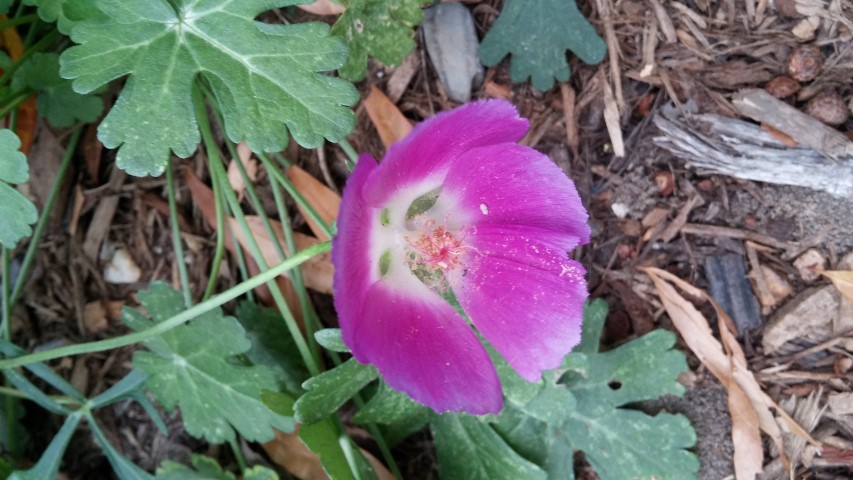 Callirhoe involucrata plantplacesimage20151017_173352.jpg