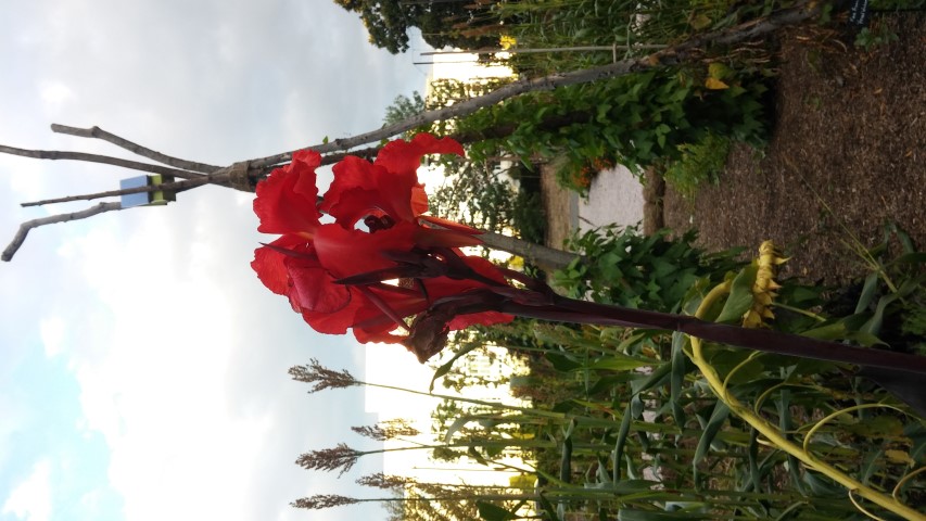 Canna x generalis plantplacesimage20151017_173547.jpg