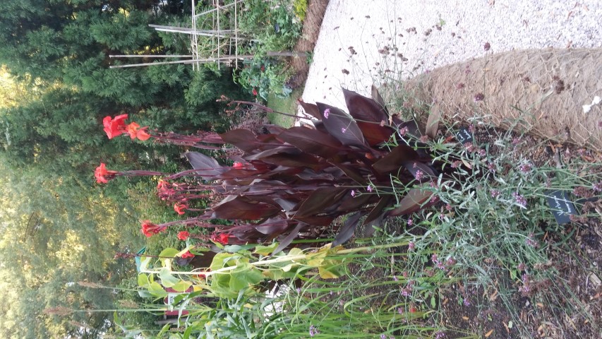 Canna x generalis plantplacesimage20151017_173606.jpg