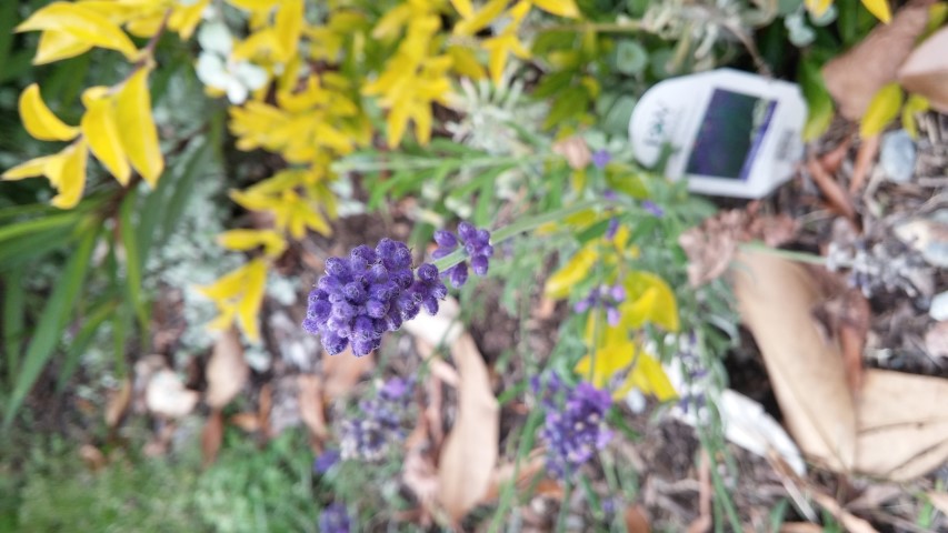 Lavandula angustifolia plantplacesimage20151017_173729.jpg