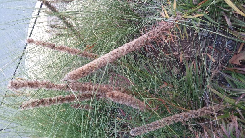 Liatris spicata plantplacesimage20151017_174014.jpg