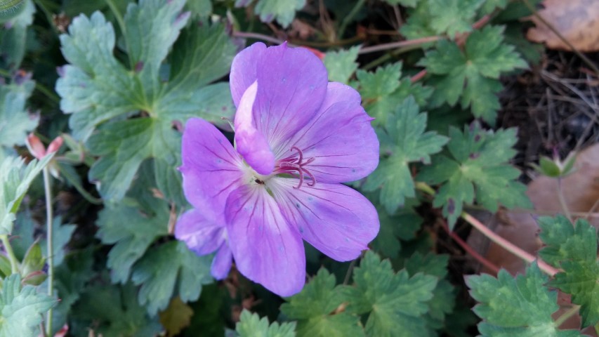 Geranium x plantplacesimage20151017_174246.jpg