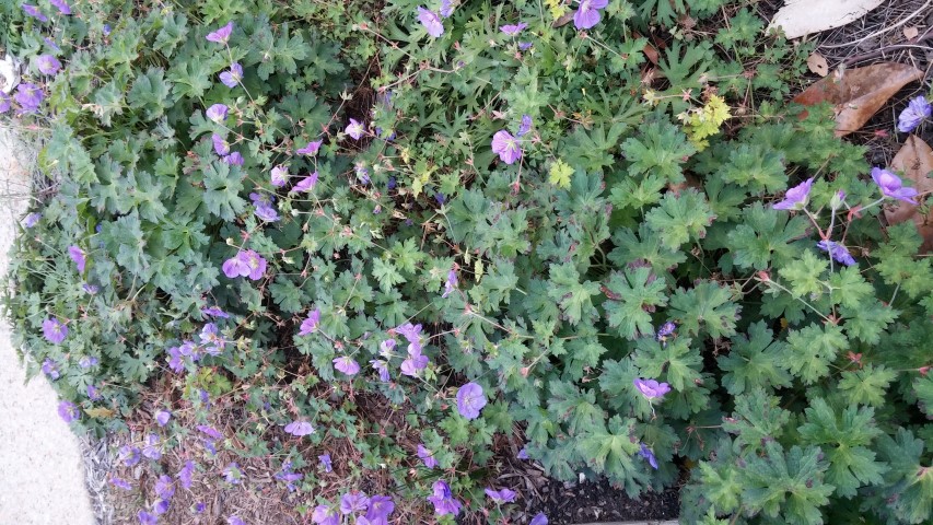 Geranium x plantplacesimage20151017_174301.jpg