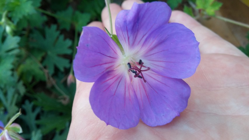 Geranium x plantplacesimage20151017_174320.jpg