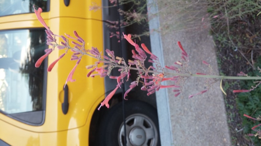 Agastache rupestris plantplacesimage20151017_174416.jpg