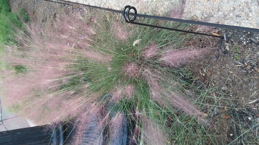 Muhlenbergia capillaris plantplacesimage20151017_174513.jpg