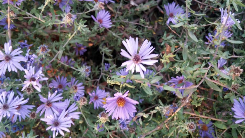 Symphyotrichum oblongifolium plantplacesimage20151017_174702.jpg