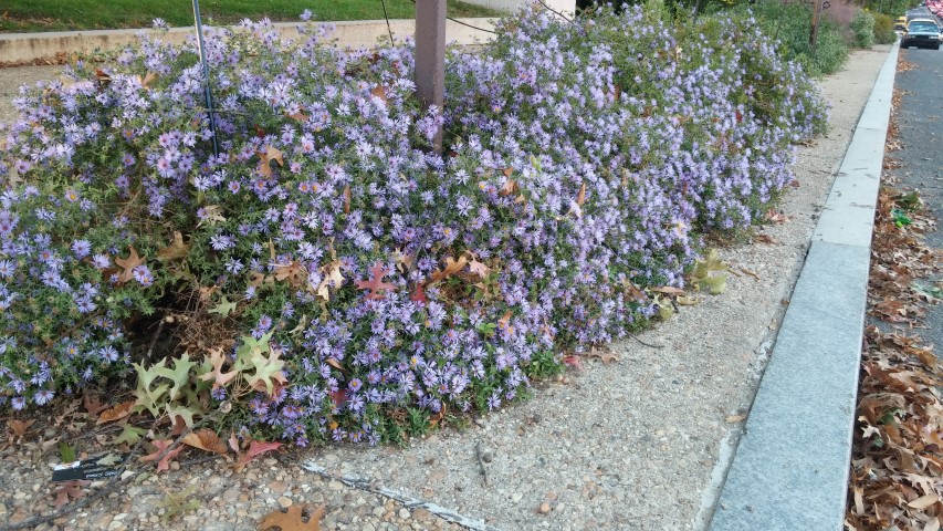 Symphyotrichum oblongifolium plantplacesimage20151017_174739.jpg